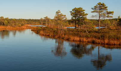 Canvas Print - Summer Landscapes of Swamp Lakes with Clouds