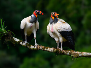 two king vultures on mossy stick, portrait against green background