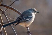 Nothern Mockingbird (Mimus Polyglottos) Close-up Perched On Shrub.