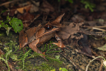 Wall Mural - Nature wildlife image of The Bornean Horn Frog (Megophrys Nasuta)