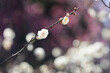 白梅　白い梅の花