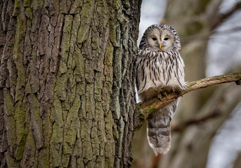 Wall Mural - Ural owl ( Strix uralensis ) close up