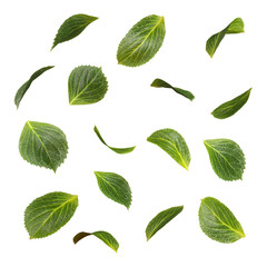 Fototapete - Cut out green leaves motion falling movement 3d rendering png file
