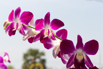 Wall Mural - Close-up of vibrant purple and white Dendrobium orchids blooming under natural sunlight, with a soft blue sky background. The delicate petals and tropical beauty make this flower perfect