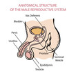 © FARAWAYKINGDOM - MALE REPRODUCTIVE SYSTEM Scheme For Medical Education The Structure Of Human Body Hand Drawn Sketch Anatomical Vector Illustration With Explanatory Text