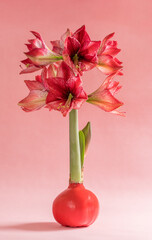 Wall Mural - striped Barbados lily flower heads on pink background