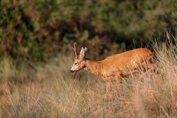 Poster - Roebuck (Capreolus capreolus) in the dunes on Juist, East Frisian Islands, Germany.