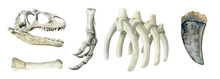 Hand Drawn Dinosaur Bones Illustration Set. Tyrannosaurus Rex Watercolor Scull, Rins, Paw, Tooth, Skeleton Fossils