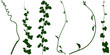 green leaves background. Plant flower, Vine Liana ivy plant bush nature jungle rainforest.