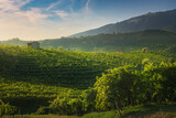 Fototapeta Kawa jest smaczna - Vineyards of Prosecco at sunset. Valdobbiadene, Veneto region, Italy