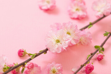 Wall Mural - branches of blossoming almonds on pink background