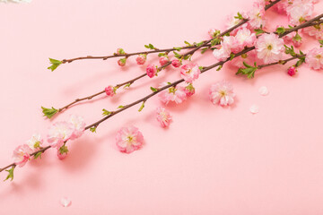 Wall Mural - branches of blossoming almonds on pink background