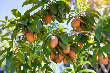 Wall Mural - sapodilla fruit on the sapodilla tree plant on summer, sapodilla plum in the garden fruit in thailand