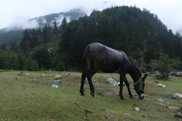 horse in the mountains