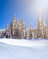 Sticker - winter landscape. Forest and snowdrifts in the sun