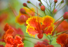 Orange Caesalpinia Pulcherrima Flower Blooming Beauty Nature 