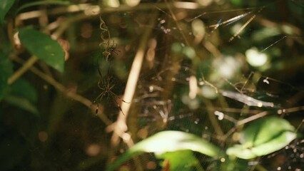 Nephilinae Spider on Web in Forest