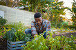 © StratfordProductions - Happy young black man smiling while harvesting plants in vegetable garden at plant nursery