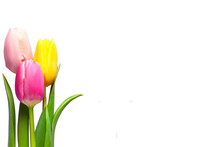 Tulips On Transparent Background