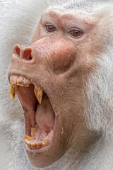 Wall Mural - a male baboon with mouth open showing teeth as to bite