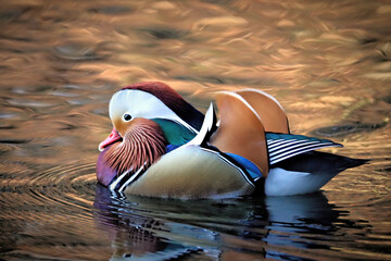 Wall Mural - Mandarin Duck