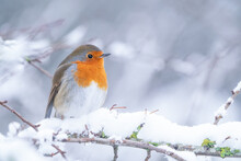 Robin On A Branch In The Snow 