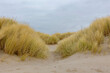 The sand dunes or dyke at Dutch north sea coast with yellow european marram grass (beach grass) under cloudy sky in winter, Ammophila is a genus of flowering plants, Noord Holland, Netherlands.