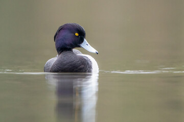 Wall Mural - male tufted duck