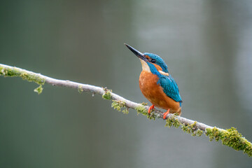 Wall Mural - male kingfisher