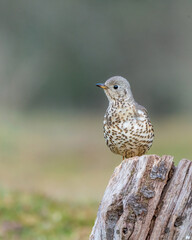 Wall Mural - mistle thrush