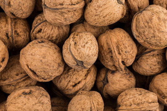 Walnut nut closeup