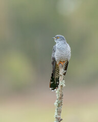 Wall Mural - cuckoo 