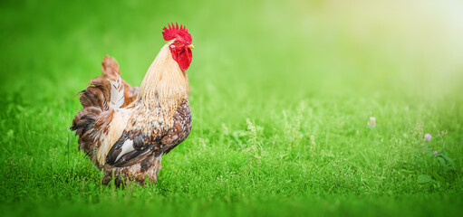 Wall Mural - Beautiful Rooster standing on the grass in blurred nature green background