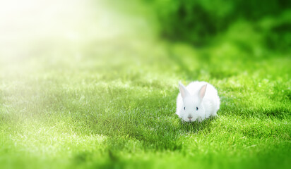 Cute little Easter rabbit in the meadow. Green grass under the sunbeams.