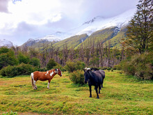 Landscape Of Wild Horses In Green Meadow Next To Andes Mountain Range Of Tierra Del Fuego. Group Of Horses Grazing. Glaciers And Extreme Mountaineering. Extreme Nature And Wild Landscapes.