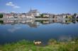brown dog stands in river Meuse in Givet, France