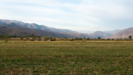 Poster - Horses in a pasture against the backdrop of mountains, Kyrgyzstan