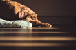 © teamjackson - Senior Fox Red labrador Retriever dog sleeping in a home interior with high contrast window light