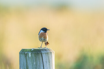 Wall Mural - male stonechat  