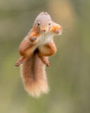 Fototapeta Zwierzęta - jumping red squirrel