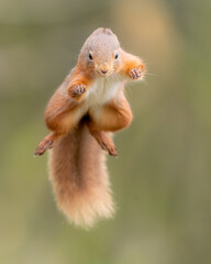 Wall Mural - jumping red squirrel