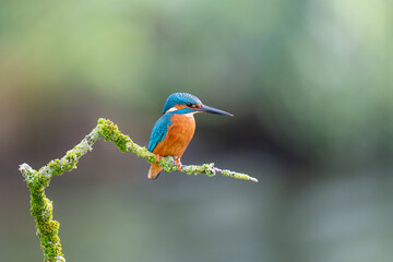 Wall Mural - kingfisher 