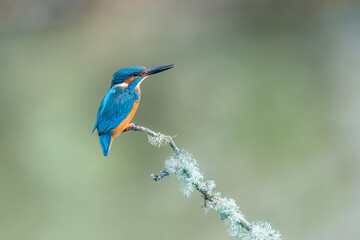 Wall Mural - male kingfisher