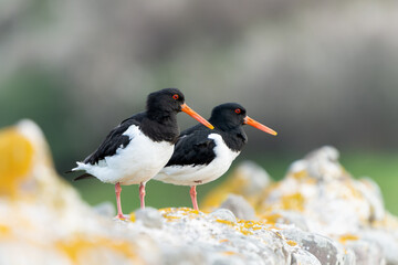 Wall Mural - oystercatcher 