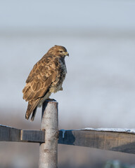 Wall Mural - buzzard on a fence post 