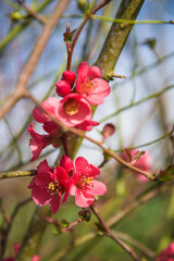 Wall Mural - Close up for red chaenomeles japonica blooming on sunlight in the spring garden; vertical picture