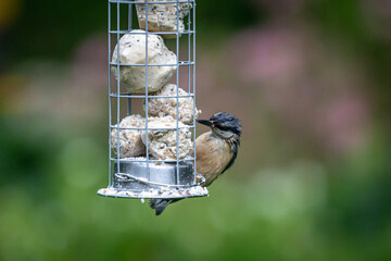 Wall Mural - A nuthatch with wet plumage due to rain, eating suet balls in a Sussex garden