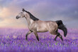 Horse run in violet flowers