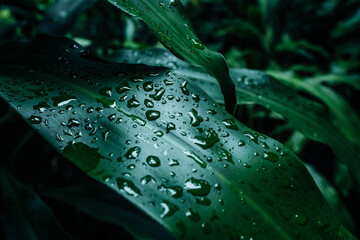 Close-up detail of a green plant leaf with raindrops. Summer tropical natural background.