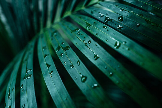 close-up detail of a green palm leaf with raindrops. summer tropical natural exotic background, wall
